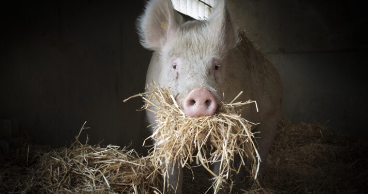 Mimis Weihnachtsmarkt