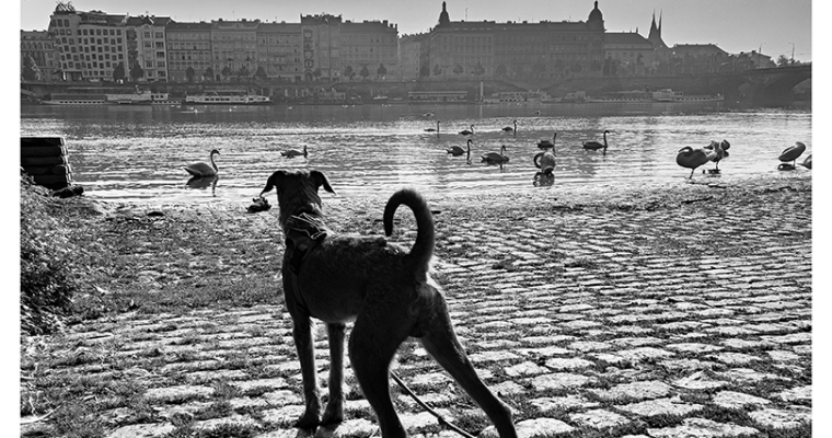 František Puma und die Moldau