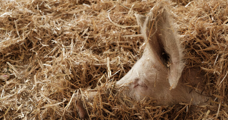 Schweine, die schönen!